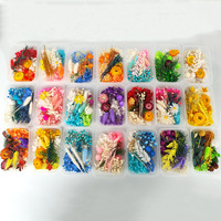 Kit de fleurs naturelles préservées multicolores en boîte pour débutants, décoration intérieure et projets d'art et d'artisanat faits main