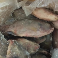 Tilapia noir rond entier congelé Poisson vivant Tilapia Vente en gros exportation