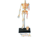 Modèle de dissection de squelette humain en PVC assemblé en 4D, 46 parties, pour l'enseignement et la formation médicale CE\ISO