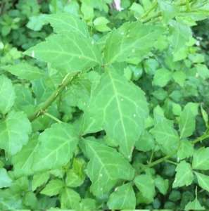 San ye wu jia Новый Дикий сухой трехслойный корень акантопанакса для травы - Product Image 4