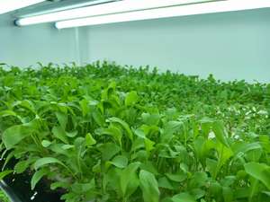 Système hydroponique Nft agriculture hydroponique éponge de croissance mousse éponge hydroponique graine de sol - Product Image 3