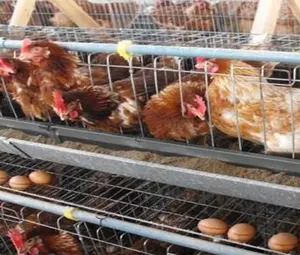 בעלי החיים ספקים ביצת שכבה עופות ציוד גידול תרנגולות סוג עוף כלוב מחיר