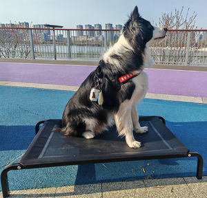 SANQIANG Cama elevada para perros al aire libre Perro de gran tamaño, cuna elevada portátil para interiores y exteriores Cama hamaca para mascotas - Product Image 5
