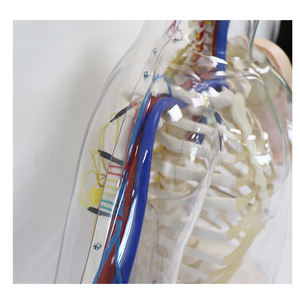 SY-N03610 इंजेक्शन मॉडल ऊपरी बांह का पता लगाने चेतावनी प्रणाली के साथ इंट्रामस्क्युलर इंजेक्शन अभ्यास सिम्युलेटर - Product Image 3