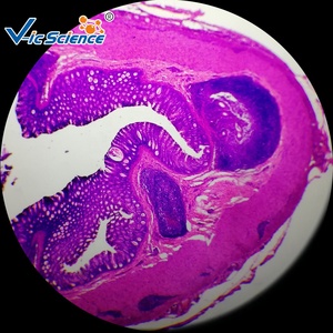 Tejido <span class=keywords><strong>Animal</strong></span> microscopio preparado diapositivas conjunto microscopio muestra Zoología histología diapositivas preparadas - Product Image 5
