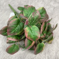 Bunga Hias DKB, Karangan Bunga, dan Tanaman Sukulen Aglaonema, Tanaman Indoor, Tanaman Daun Lembut, Buket Tanaman