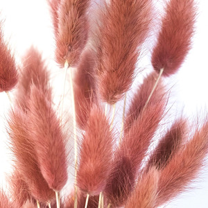 Fourniture d'usine de haute qualité nouvelle couleur or Orange Phalaris <span class=keywords><strong>Lagurus</strong></span> naturel séché rond lapin queues fleur - Product Image 3