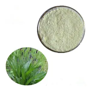 Factory direct sale Psyllium Husk powder plantago seed shell powder