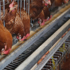 Cage de poulet <span class=keywords><strong>prête</strong></span> <span class=keywords><strong>à</strong></span> <span class=keywords><strong>pondre</strong></span> Cage de poulet pondeuse automatique au Nigeria - Product Image 3