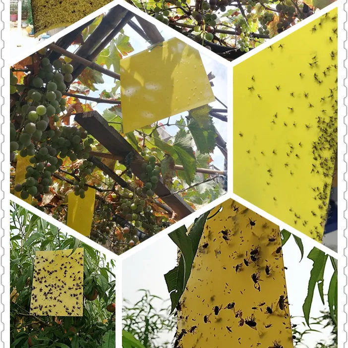 कागज डबल पीला कीट गोंद जाल, चिपचिपा कागज जाल को नियंत्रित करने के लिए उड़ान संयंत्र बगीचे में पीला कीट कीट जाल