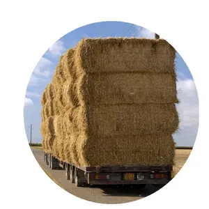 Animal Feed Wheat Straw Hay Top Quality for Animal Grass Seeds From Pakistan