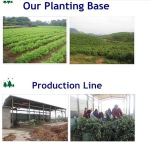 メンソール食品グレードメントール咳毎日使用 - Product Image 4