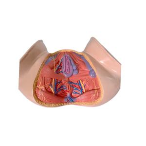 Modelo de Útero Femenino 1:1, Modelo de Anatomía Pélvica con Músculos del Suelo Pélvico - Product Image 1