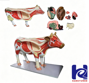 Modelo Anatómico de Simulación de Vaca para Ciencias Médicas - Product Image 1