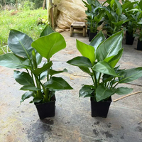 Strelitzia Nicolai Oiseau de paradis, Variétés mixtes, Tailles variées, Tropicale, Intérieur/Extérieur, Écologique, Faite à la main, Cérémonie de remise des diplômes