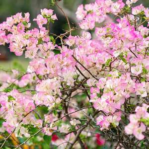 EG-G611 จําลองดอกเบญจมาศตกแต่งภายในช่อดอกไม้จัดงานแต่งงานสวนเถาตกแต่งร้าน - Product Image 4