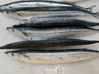 Exportation mondiale de poisson congelé Saury du Pacifique # 1~ # 5 Makrelles entières HALAL en gros de Chine pour la mise en conserve et la transformation de snacks