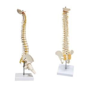Modèle de colonne vertébrale humaine de taille moyenne FRT017, modèle pédagogique et de démonstration médecin-patient avec bassin et fémur. - Product Image 1