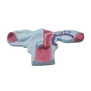 शारीरिक विज्ञान शिक्षा अध्ययन शारीरिक मॉडल मानव महिला आंतरिक जननांग अंगों मॉडल - Product Image 1