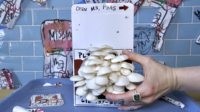 Kit de culture de champignons DIY en gros, sac filtrant, boîte à spawn, boîte à fenêtre
