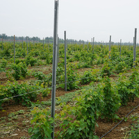 Poteau de vigne galvanisé à chaud pour la culture de la vigne de table, prêt à l'exportation mondiale