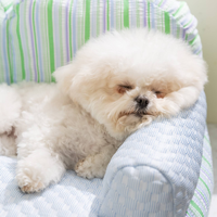 Canapé-lit imperméable et respirant pour animaux de compagnie, coussin double face pour chiens et chats de petite taille, utilisation intérieure toute saison, vente en gros
