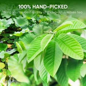 Thé aux feuilles de guava et de lotus séchées mélangées de qualité supérieure sans gluten, sans produits laitiers, sans sucre, sans NMPT, aide à maintenir la silhouette, 50 sachets - Product Image 4