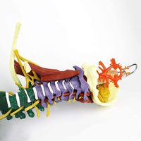 Modèle de colonne vertébrale lombaire flexible coloré grandeur nature de 85 cm avec nerfs musculaires pelviens fémoraux, modèle anatomique d'enseignement médical, CE et ISO