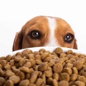 Vente en gros d'aliments secs pour chiens et chats, en vrac, pour animaux de compagnie, OEM