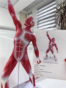 Figurine musculaire de haute qualité de 50 cm, décoration de bureau, modèle pédagogique - Product Image 2