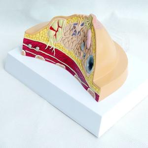 Modelo Anatómico de Seno Humano para Patología y Enfermedades, Material de PVC para Aprendizaje y Entrenamiento en Ciencias Médicas - Product Image 2
