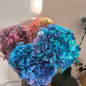 Couleurs dégradées stabilisées vraies fleurs d'<span class=keywords><strong>hortensia</strong></span> séchées préservées <span class=keywords><strong>hortensia</strong></span> à grandes feuilles pour les événements à la maison décor de mariage bricolage artisanat - Product Image 6
