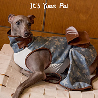 Combinaison élégante pour chien en denim coton et polyester, imprimé étoiles, avec garniture en cuir, 4 pattes, intégrale, pour Greyhound Whippet, coupe ajustée