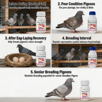 Nutrition pour l'élevage de pigeons la plus vendue – Mélange en poudre 200 ml pour soutenir la santé reproductive des pigeons mâles et femelles