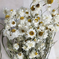 Marguerite blanche ailée plantes éternelles séchées Ammobium Alatum fleur décorations pour la maison W mariages remplissage