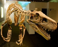Museum des dinosaures, fossiles, pierres, squelettes de dinosaures naturels, répliques pour exposition