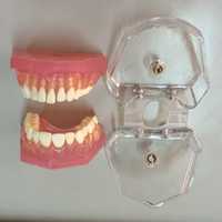 Modèle dentaire complet amovible pour l'enseignement de l'anatomie buccale, en PVC, marque HUICHUN