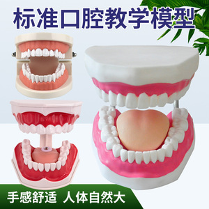 Modèle dentaire anatomique en PVC naturel, portable, pour l'enseignement scolaire et les sciences médicales - Product Image 3