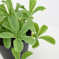 Plantes artificielles en pot de 40 cm en gros, simulation de plantes vertes pour la décoration de bureau, fausses plantes pour la décoration intérieure