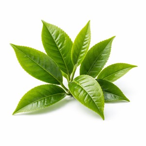 Complexe de défense premium PDRN à base de plantes au thé vert TW pour la protection cutanée et la purification des matières premières cosmétiques - Product Image 3