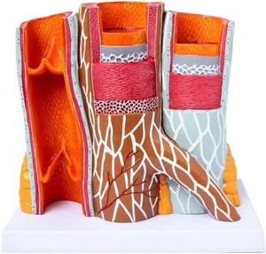 <span class=keywords><strong>Model</strong></span> anatomi arteriovenosa KyrenMed <span class=keywords><strong>Model</strong></span> struktur pembuluh darah diperbesar dalam struktur arteri manusia dan <span class=keywords><strong>Model</strong></span> pembuluh darah - Product Image 2