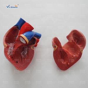 Новая модель человеческого сердца в натуральную величину - Product Image 2