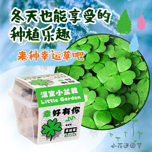 Mini plantes en pot pour enfants et étudiants, boîte d'observation des plantes, cadeau en plastique écologique pour enfants, Noël et enfants - Product Image 3