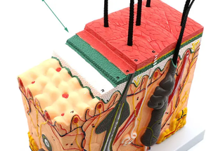 Anatomisch Model Vergrote Structuur Heldere Pvc-Huidpop Voor Medische Wetenschappelijke Training Hechten Voor Medisch Schoolonderwijs - Product Image 2