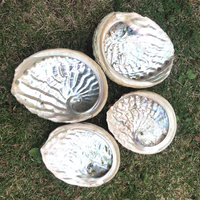 13-15cm Stock de haute qualité en gros naturel brut nettoyé ormeau coquille de mer pour maculage Accent décoration