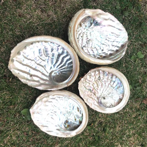 13-15cm cổ phiếu Chất lượng cao bán buôn nguyên liệu tự nhiên xóa bào ngư vỏ biển cho Smudging giọng trang trí - Product Image 1