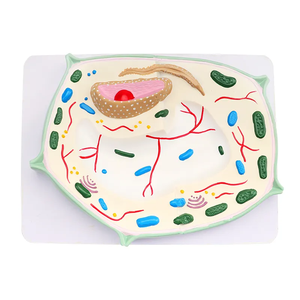 Modelo de enseñanza de modelo de célula vegetal de ciencia médica, espécimen microscópico de planta, modelo de enseñanza de SIDA - Product Image 4