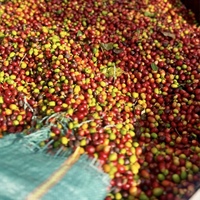 18 Screen Yunnan Origin Green Coffee Pasokan Grosir MOQ Rendah Kopi Susu Komersial Spesial Panggang Sesuai Pesanan Dapat Dijejelaskan