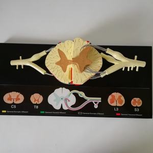 Nuevo Modelo Neuroanatómico Ampliado de Médula Espinal en PVC, Educativo para el Aprendizaje y la Formación - Product Image 4