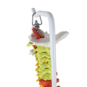 نموذج تشريحي مرن بالحجم الطبيعي للعمود الفقري مع الحوض - Product Image 5